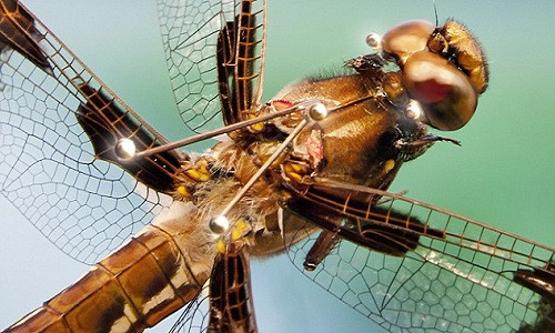 Chuồn chuồn là kẻ săn mồi đáng sợ nhất thế giới tự nhiên.