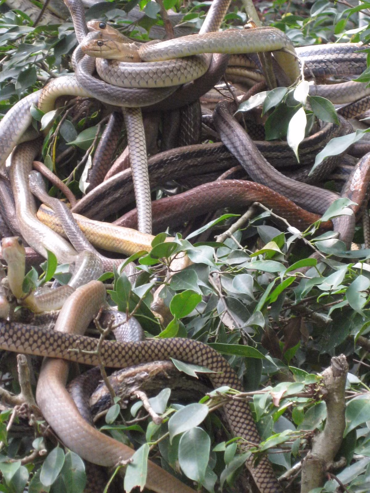 Trên 20 họ rắn hiện nay đang được công nhận, bao gồm khoảng 500 chi với khoảng 3.400-3.550 loài. Ảnh: Blog.