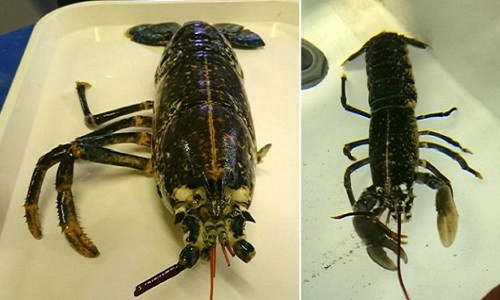 Con tôm hùm mọc lại bốn chân và móng vuốt chỉ trong một lần thay vỏ gây kinh ngạc cho các nhà nghiên cứu.