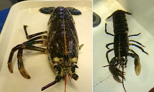 Con tôm hùm mọc lại bốn chân và móng vuốt chỉ trong một lần thay vỏ gây kinh ngạc cho các nhà nghiên cứu.