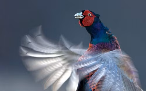 Khoảnh khắc hiếm hoi mà John chụp được con gà lôi đang thực hiện điệu nhảy giao phối.