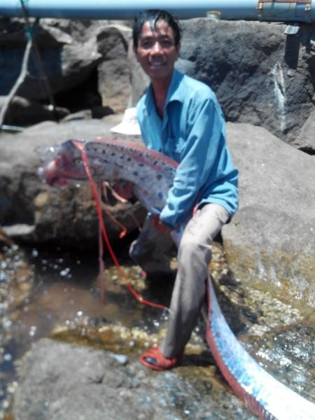 Tháng 6/2014, một thành viên của CLB câu cá Hải Vân, Đà Nẵng câu được con cá mái chèo“khủng” dài 4,2 m, nặng 29,6 kg tại khu vực vịnh Chân Mây. Ảnh: Zing.