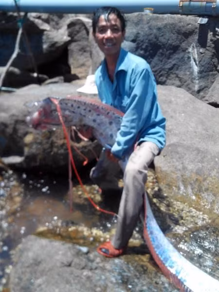 Tháng 6/2014, một thành viên của CLB câu cá Hải Vân, Đà Nẵng câu được con cá mái chèo“khủng” dài 4,2 m, nặng 29,6 kg tại khu vực vịnh Chân Mây. Ảnh: Zing.