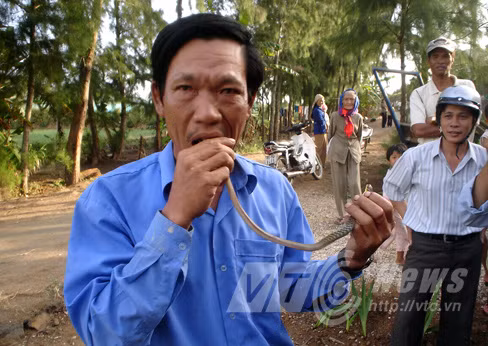 Ngay cả con rắn có nọc độc kịch độc (ảnh), loài rắn đặc trưng trên đảo Lý Sơn, còn đang sống và rất khỏe mạnh cũng được ông Tùy chén gọn gàng. Những chất kịch độc ở trên da cóc và ở răng rắn miễn nhiễm với người đàn ông kỳ lạ này. Ảnh: VTC News.