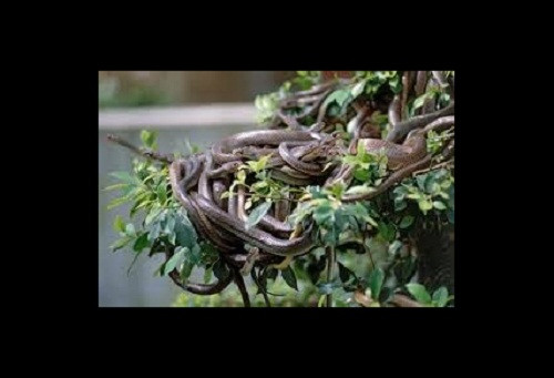 Rắn có thể nuốt các con mồi to lớn hơn nhiều so với đầu chúng với các quai hàm linh động cao. Trong hình là một búi rắn ngụy trang trên cây ở vùng đồng bằng sông Mekong. Ảnh: Getty.