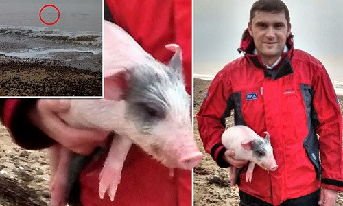 Lợn con được giải cứu kịp thời và đem trả về trang trại.