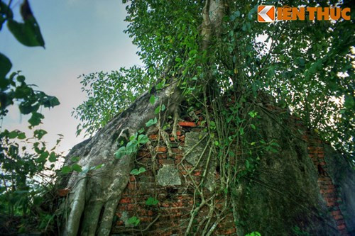 Nhiều bức tường sắp sụp đổ vì sức nặng của những cây gỗ lớn mọc đè lên.