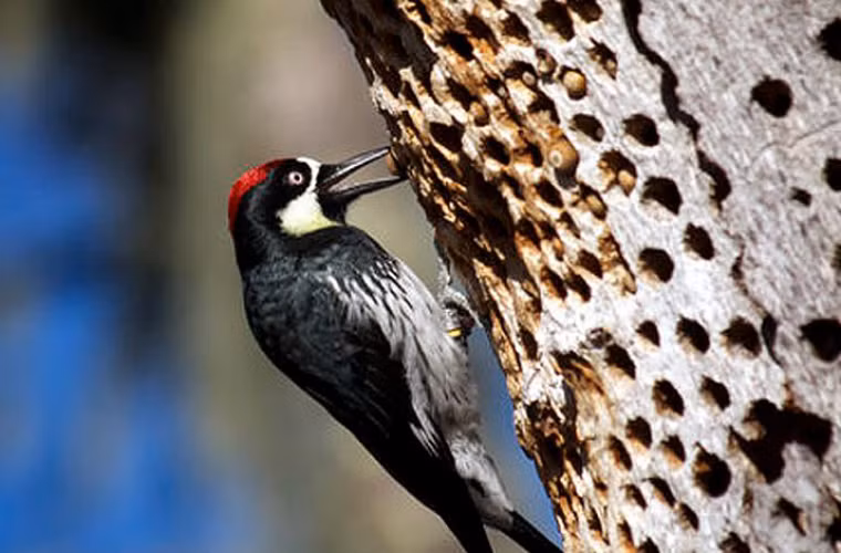 Chim gõ kiến không cần Aspirin. Luôn khiến người khác bị đau đầu vì tiếng gõ của mình, nhưng chim gõ kiến lại chẳng bao giờ phải chịu cảnh này. Và vì thế nó chẳng cần đến Aspirin. Nghiên cứu này đã đoạt giải Ig Nobel về điểu học năm 2006.