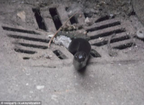 Họ tiếp tục quan sát con “ốc sên” trườn lên khỏi mặt cống và...