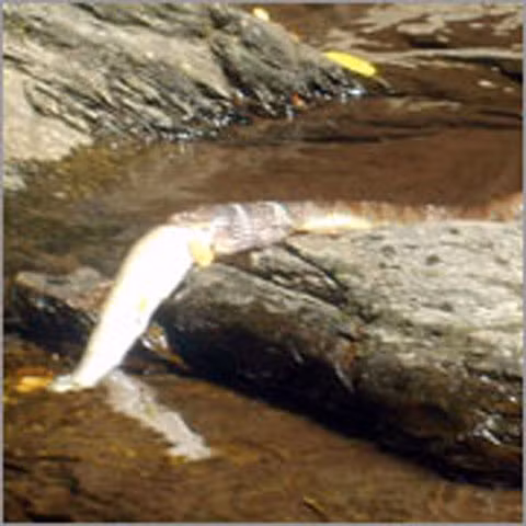 Cá cũng là món ăn của trăn