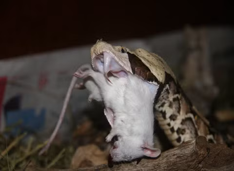 Chú chuột này có vẻ chưa đủ tầm với trăn