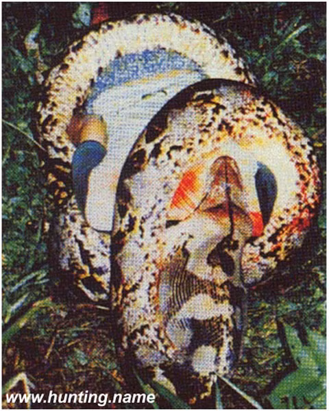 Trăn thậm chí không tha cả... con người