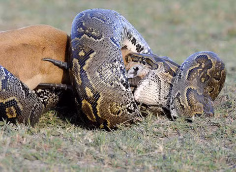 Chú sơn dương này tỏ ra khá khó nuốt trôi.