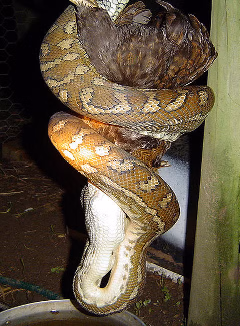 Một con trăn đã mò được vào nhà và ăn thịt một con gà.