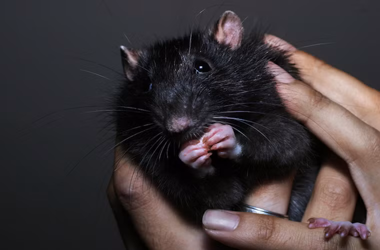 Chuột gặp vấn đề với người nói ngược. Năm 2007, lũ chuột đáng thương phải tham gia vào một nghiên cứu và chúng buộc phải nghe con người nói ngược. Và họ phát hiện ra rằng chuột không thể phân biệt được sự khác biệt khi nói ngược tiếng Nhật Bản và tiếng Hà Lan.Nhóm tiến hành nghiên cứu này đã đạt giải thưởng Ig Nobel về Ngôn ngữ.