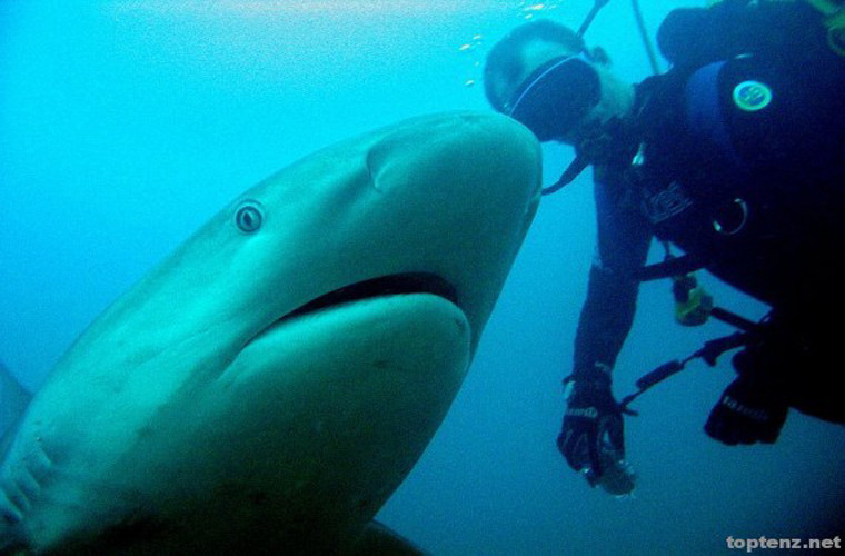 Cá mập. Đây là một trong những sát thủ đáng sợ nhất trong tự nhiên, tuy nhiên chúng ta không thể phủ nhận được vai trò của nó trong việc kiểm soát số lượng cá, duy trì sự cân bằng cần thiết trong cùng một môi trường sống. Cá mập cũng khá thông minh, nó có thể “được thuần phục”.