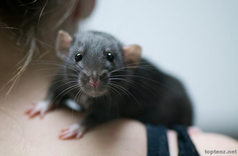 Chuột. Chuột là một loài động vật bẩn thỉu, gây ra nhiều loại bệnh dịch mà không biết rằng chuột cũng khá nhút nhát, ít khi cắn người và có thể là thú nuôi cực tốt bởi nó thông minh và tình cảm.