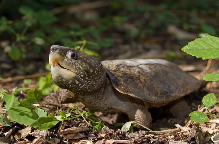 Rùa đầu to. Rùa đầu to sống ở Đông Nam Á. Nó có một chiếc đầu vô cùng lớn. Nó có mai khá mượt và trơn. Nó thường dùng bộ hàm vô cùng khỏe để bảo vệ mình. Loài này có thể trèo cây.