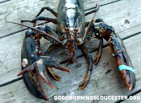 Những chú tôm với 3,4 càng không phải là hiện tượng đặc biệt.