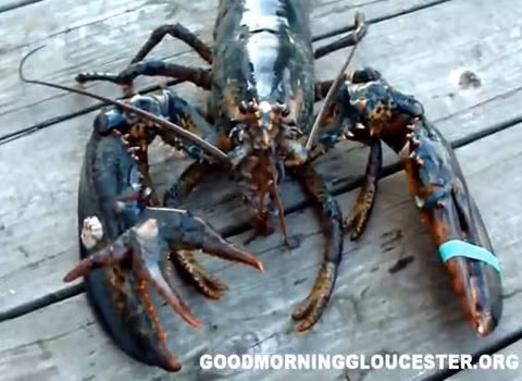 Những chú tôm với 3,4 càng không phải là hiện tượng đặc biệt.