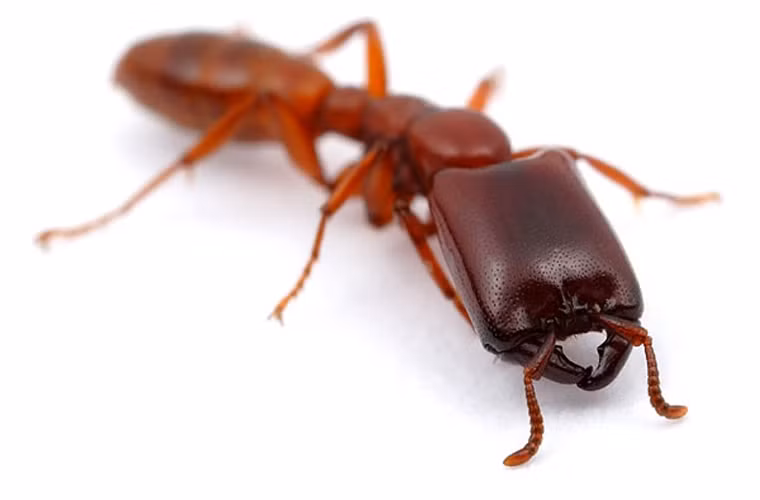 Siafu (Dorylus). Loài này khá giống với kiến lửa. Siafu sống ở phía đông và trung Phi, cũng như một số khu vực ở châu Á. Trong một đàn kiến có khoảng 20 triệu con, có một nhóm kiến được gọi là kiến lính. Những con kiến này có thể cắn và giết chết con người. Với người già và trẻ em, lũ kiến là một mối hóa bởi họ có thể chết vì vết cắn này.