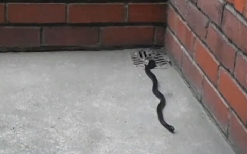 Bà Peek đã “hoàn toàn mềm nhũn” khi nhìn thấy con vật kịch độc.