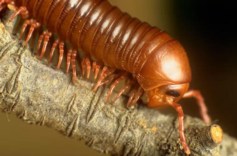 Millipede. Thoạt nhìn, chúng ta nhầm tưởng đây là sâu, nhưng thực ra loài này không phải là côn trùng, chúng thuộc bộ động vật chân đốt, có họ hàng thân thiết với cua và nhện. Trông bộ dạng khá dữ dằn, nhưng loài này lại chỉ ăn lá và không bao giờ cắn người. Loài này có rất nhiều kẻ thù như thằn lằn, chim, côn trùng. Một trong những phương pháp tự vệ của loài này là cuộn tròn người lại. Bên cạnh đó, nó có thể phóng ra một tia chất độc, có thể gây kích ứng da, mắt và để lại mùi kinh khủng trên cơ thể kẻ thù.