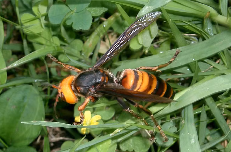 Ong bắp cày châu Á khổng lồ. Loài này dài tới 5cm và có sải cánh dài tới 7,7 cm. Chất độc của loài ong này gồm 8 thành tố: một chất khiến bạn cảm thấy khó chịu, 1 chất phá hủy các mô mềm, 1 chất tạo mùi để thu hút các con ong bắp cày khác. Khi bị đốt bởi loại ong này, bạn có thể bị mất mạng như chơi.