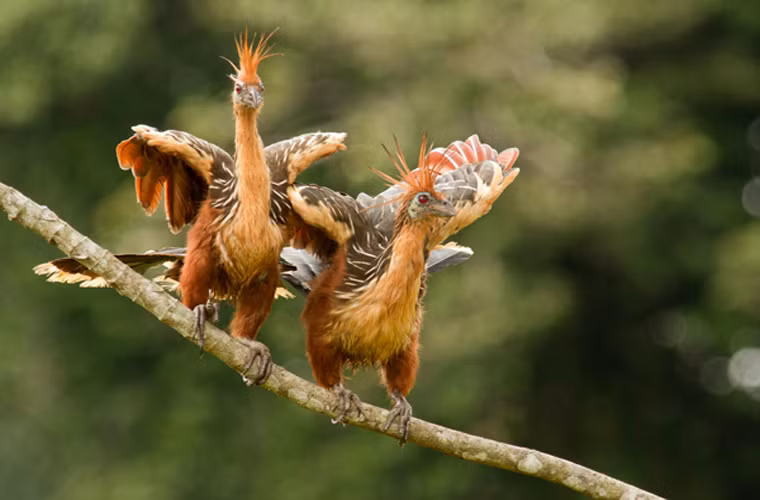 Gà móng. Hãy bịt mũi bạn trước khi lại gần mấy con gà móng, bởi chúng có mùi như phân bò tươi. Loài này ăn lá và có cơ chế tiêu hóa thức ăn như bò. Chính quá trình này đã khiến chúng phát ra mùi. Chúng thật không hổ danh “Chim thối”!