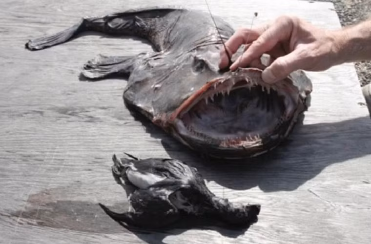 Cá thầy tu. Loài cá này thường ăn các loài cá khác, khi đang chôn nửa người dưới cát. Theo một đoạn video trên YouTube, loài cá này thậm chí còn nuốt chửng cả một con hải âu.