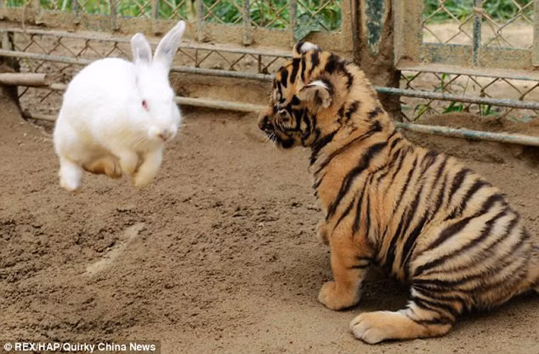 Chú hổ con mới 2 tháng tuổi dường như rất lúng túng, không biết phải xử trí thế nào với con thỏ trước mặt.