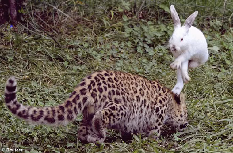 Đến cả chú báo cũng bị thỏ “qua mặt” bằng một cú nhảy cao điệu nghệ.