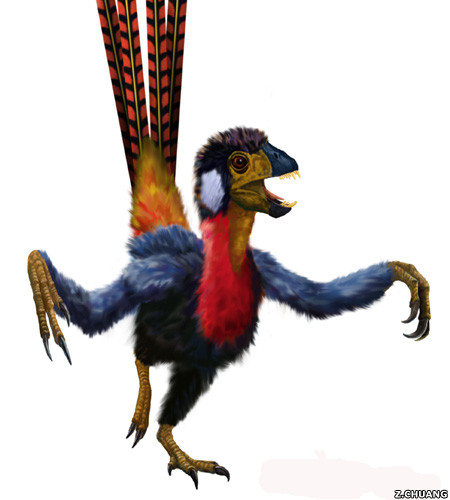 Epidexipteryx sống ở cuối kỷ Juric. Đây được coi là “con lai” giữa chim và khủng long. Nó có bộ lông vô cùng sặc sỡ và hài hước.