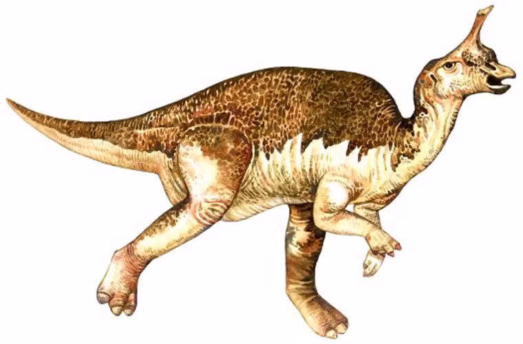 Tsintaosaurus sống ở kỷ Phấn trắng muộn. Loài khủng long này có chiếc mỏ khá giống của thú mỏ vịt, cùng một chiếc sừng trên đầu.