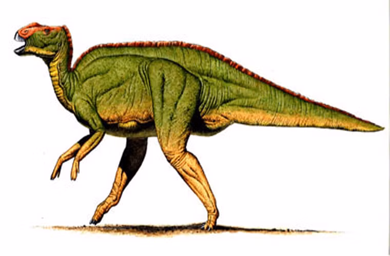 Gryposaurus là một loài khủng long có mỏ giống vịt, sống ở cuối kỷ Phấn trắng. Nó cao tới 9m. Chiếc mũi kỳ quái cùng đôi chân khác màu, trông giống như đang đi ủng, khiến loài này trông khá kỳ cục.