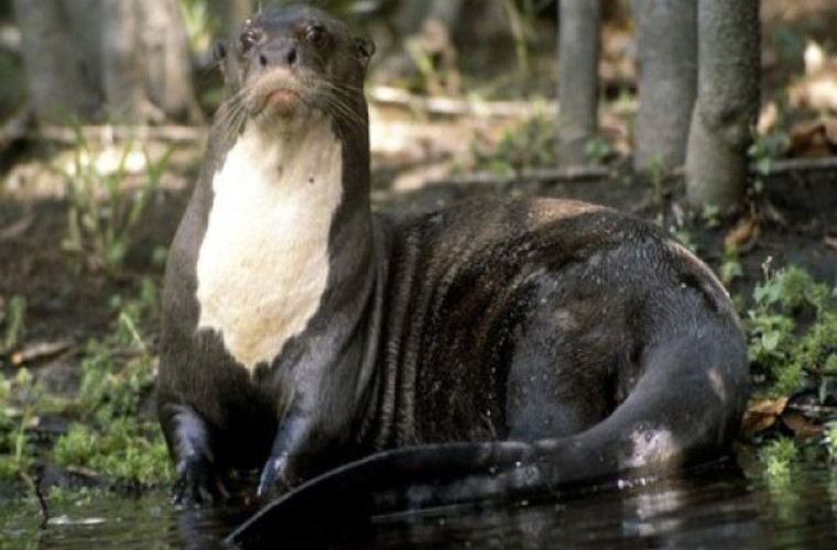 Rái cá khổng lồ. Con đực của loài này có thể dài tới 2 m. Loài ăn ăn chủ yếu là cá và cua. Tuy trong khá hiền lành nhưng loài này có thể ăn thịt được cả loài trăn Nam Mỹ, cá sấu đen caiman.