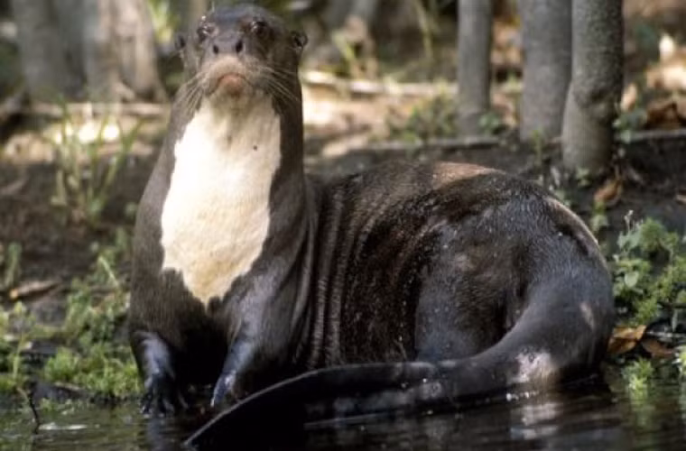 Rái cá khổng lồ. Con đực của loài này có thể dài tới 2 m. Loài ăn ăn chủ yếu là cá và cua. Tuy trong khá hiền lành nhưng loài này có thể ăn thịt được cả loài trăn Nam Mỹ, cá sấu đen caiman.