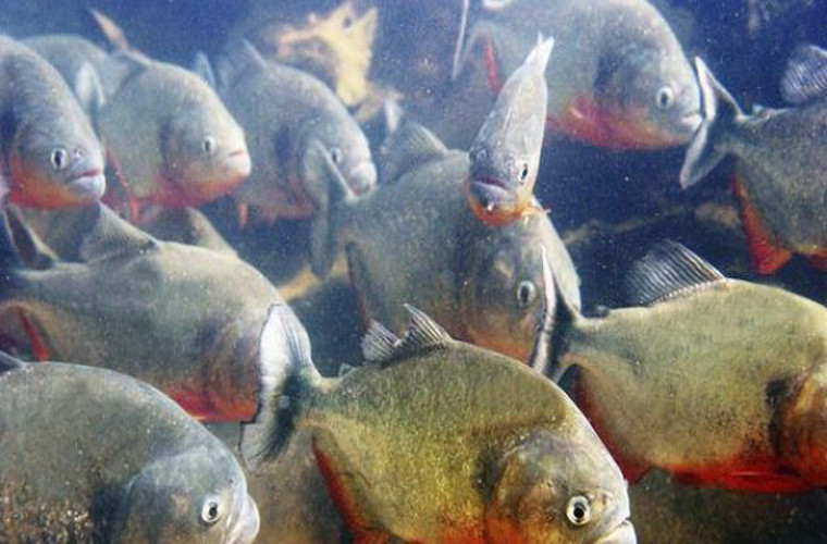 Cá ăn thịt Piranhas bụng đỏ. Cá này thường đi săn theo đàn. Giống như những loài cá piranhas khác, chúng có những chiếc răng vô cùng sắc nhọn, giúp chúng dễ dàng xé nát thịt của con mồi.