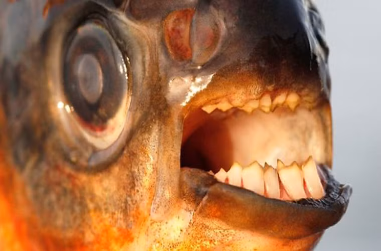 Pacu. Loài này nổi tiếng bởi có hàm răng giống người. Loài này ăn hoa quả và quả hạch. Nó luôn khiến những người đàn ông bơi trên sông Amazon khiếp hãi bởi chúng thích cắn đứt tinh hoàn của họ.