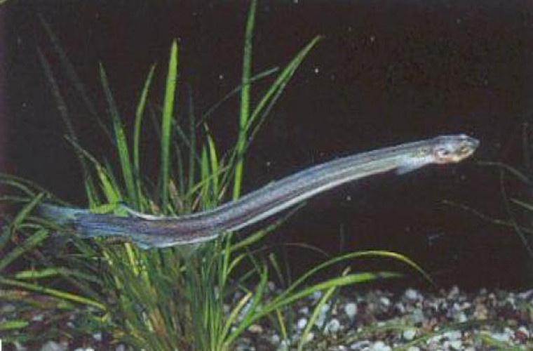 Candiru. Candiru là một loài cá trê nhỏ, sống ký sinh. Nó sống bằng máu của động vật chủ. Người ta đã ghi nhận được một trường hợp bị candiru chui vào niệu đạo khi đang đi tiểu trên sông Amazon.