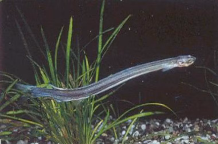 Candiru. Candiru là một loài cá trê nhỏ, sống ký sinh. Nó sống bằng máu của động vật chủ. Người ta đã ghi nhận được một trường hợp bị candiru chui vào niệu đạo khi đang đi tiểu trên sông Amazon.