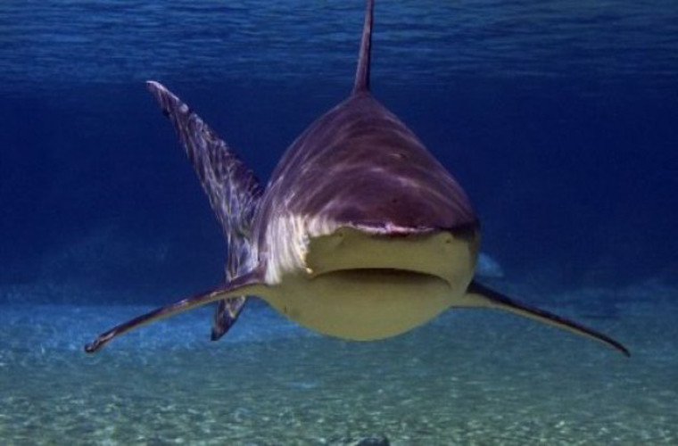 Cá mập bò. Loài này có thận vô cùng đặc biệt, có thể thay đổi theo độ mặn của nước. Nó có thể nặng tới 312 kg. Loài này có hàm răng hình tam giác vô cùng nhọn, cùng một bộ hàm rất khỏe, với lực cắn tương đương 589 kg. Loài này cũng thường xuyên tấn công con người. Nó thường xuyên sống ở những vùng có đông cư dân cư sinh sống nên được các chuyên gia xếp vào danh sách một trong những loài cá mập nguy hiểm nhất thế giới.