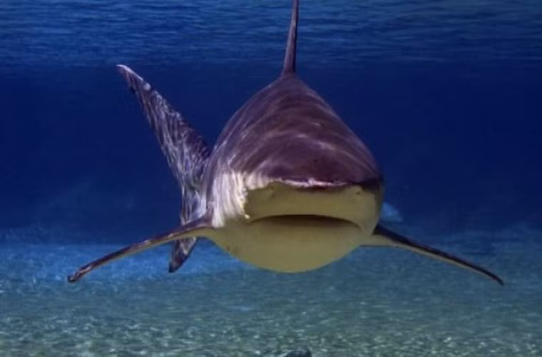 Cá mập bò. Loài này có thận vô cùng đặc biệt, có thể thay đổi theo độ mặn của nước. Nó có thể nặng tới 312 kg. Loài này có hàm răng hình tam giác vô cùng nhọn, cùng một bộ hàm rất khỏe, với lực cắn tương đương 589 kg. Loài này cũng thường xuyên tấn công con người. Nó thường xuyên sống ở những vùng có đông cư dân cư sinh sống nên được các chuyên gia xếp vào danh sách một trong những loài cá mập nguy hiểm nhất thế giới.