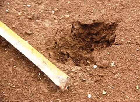 Dấu chân do thú lạ để lại.