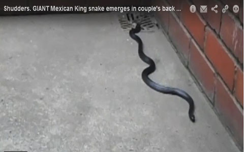 Người con trai Simon của cặp vợ chồng này, một lính cứu hỏa, đã phải vội tới nhà bố mẹ mình để bắt con rắn, sau khi dặn dò bố mẹ trông chừng con rắn cẩn thận.