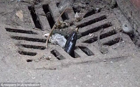 Cặp vợ chồng này đã tận mắt nhìn thấy đầu con rắn độc vừa nhô lên khỏi cống trong vườn nhà và nghĩ rằng đây chỉ là một con ốc sên vô hại.