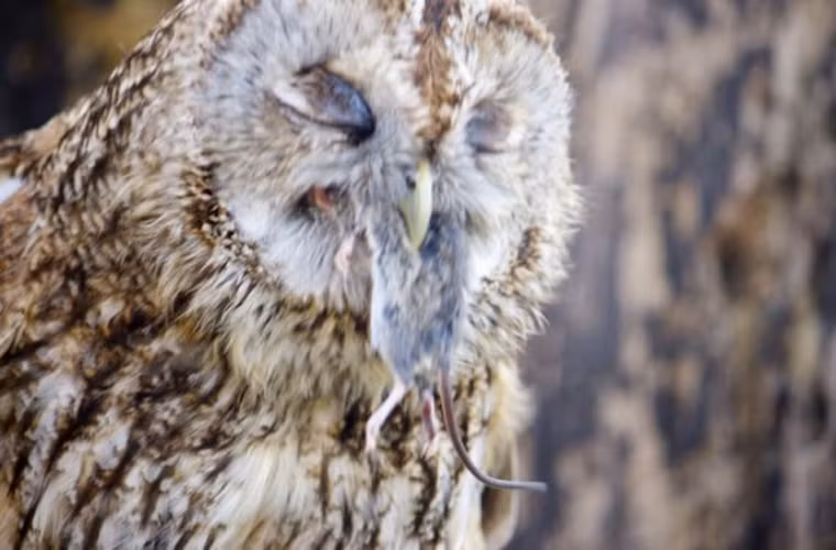 Cú. Liệu tác giả của cuốn truyện Harry Potter có nhầm không khi miêu tả cú là những con chim dễ thương. Thực tế thì hoàn toàn không phải thế. Bạn hẳn chẳng lạ lẫm cảnh cú lạnh lùng nuốt trọn một con chuột.