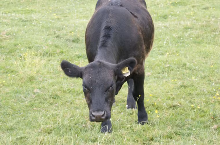 Bò. Trừ bò “điên” và bò tót, chắc nhiều người lầm tưởng bò là loài động vật vô hại. Bạn hãy nghĩ lại! Người ta đã ghi nhận được nhiều trường hợp bị bò tấn công tới chết hoặc để lại những vết thương vô cùng nghiêm trọng, mà nguyên nhân chủ yếu được cho là do con người đến quá gần con con của chúng.