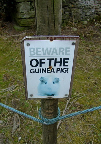 Chuột bạch. Ở Australia, loài chuột này đã gây ra nhiều thương vong hơn cả cá mập, đến mức các nhà chức trách ở đây buộc phải cảnh báo người dân.