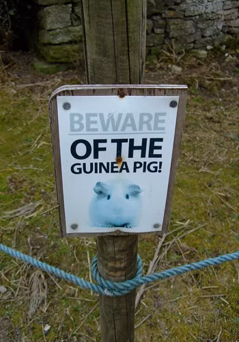 Chuột bạch. Ở Australia, loài chuột này đã gây ra nhiều thương vong hơn cả cá mập, đến mức các nhà chức trách ở đây buộc phải cảnh báo người dân.